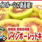 Rainbow Kiwi Fruits | Shizuoka Prefecture