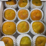 Taishu Persimmon (High Sugar Level) | Aichi Prefecture | 12 Pcs