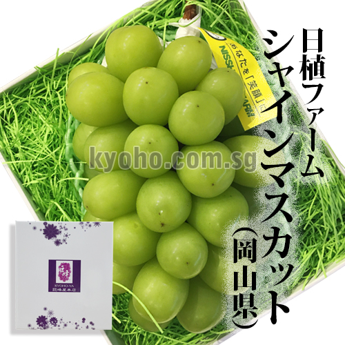 Best Shine Muscat | Direct from Nishoku Farm | Akashu Grade | Okayama Prefecture | 710g