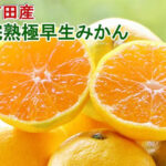 Early Arida Mikan | Wakayama Prefecture