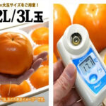 Kishu Demari | Sweet Persimmon (Seedless) | Wakayama Prefecture