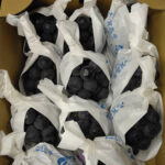 Shiga Kougen Pione Grapes | Premium Grade - Shu | Nagano Prefecture | 450g