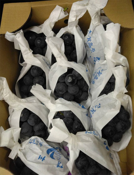 Shiga Kougen Pione Grapes | Premium Grade - Shu | Nagano Prefecture | 450g