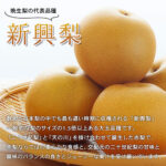 Shinko Pear (Tokushu Premium Grade) | Tottori Prefecture