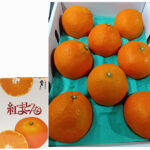 Beni Madonna Orange (Seedless) | Ehime Prefecture | 4L Size 8 Pcs
