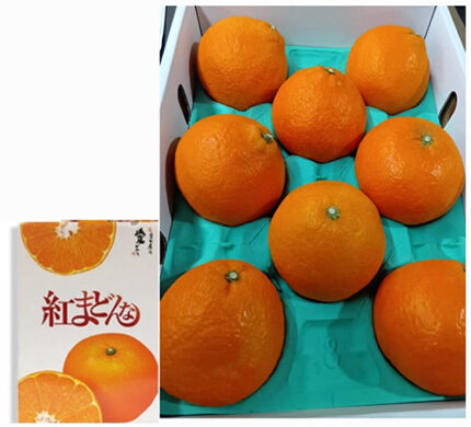 Beni Madonna Orange (Seedless) | Ehime Prefecture | 4L Size 8 Pcs