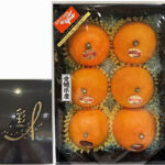 Beni Madonna Orange (Seedless) | Ehime Prefecture | L Size 6 Pcs