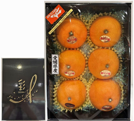 Beni Madonna Orange (Seedless) | Ehime Prefecture | L Size 6 Pcs