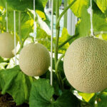 Crown Melon Jelly Set | Shizuoka Prefecture