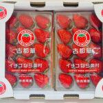 Kotoka Strawberry | From Nara Okamura (Premium Brand) | Nara Prefecture
