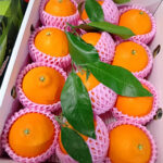 Yume Madonna Orange | Ehime Prefecture