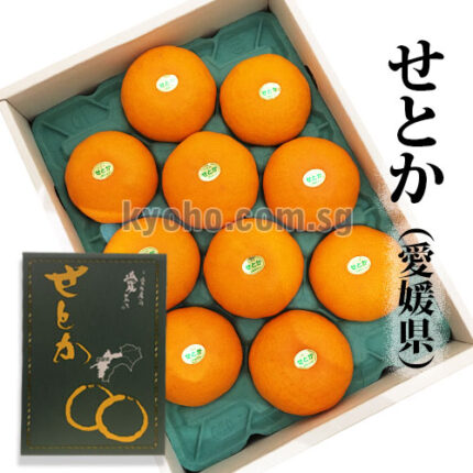Setoka Orange (Seedless) | Ehime Prefecture | 10 Pcs Dark Green Box