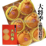 Daimasaki Dekopon (Seedless) | Kagoshima Prefecture | 7L Size 6 Pcs