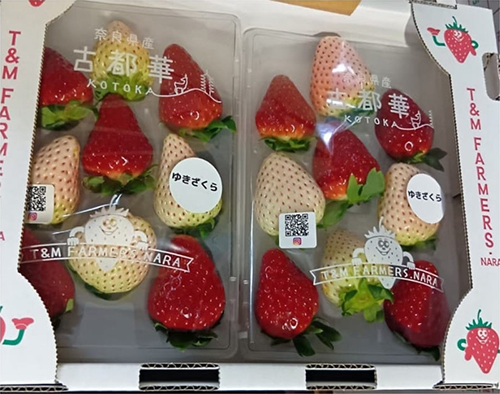 Kotoka & Yukisakura (Mixed) | Nara Prefecture | Pack