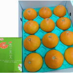 Nakajima Madonna Orange | Ehime Prefecture | 2L Size 12 Pcs