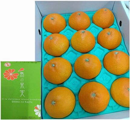 Nakajima Madonna Orange | Ehime Prefecture | 2L Size 12 Pcs