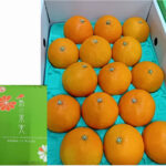 Nakajima Madonna Orange | Ehime Prefecture | L Size 15 Pcs