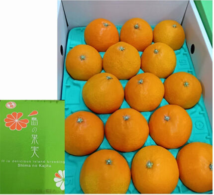 Nakajima Madonna Orange | Ehime Prefecture | L Size 15 Pcs