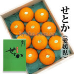 Setoka Orange (Seedless) | Ehime Prefecture | 2L Size 10 Pcs Light Green Box