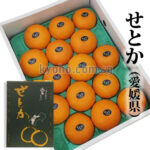 Setoka Orange (Seedless) | Ehime Prefecture | 15 Pcs Dark Green Box