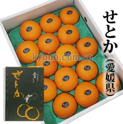 Setoka Orange (Seedless) | Ehime Prefecture | 15 Pcs Dark Green Box