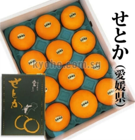 Setoka Orange (Seedless) | Ehime Prefecture | 12 Pcs Dark Green Box