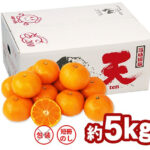 TEN - Kinnan Mikan Top | Wakayama Prefecture | M Size 45 Pcs