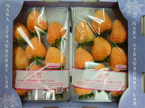 Awayuki Strawberry | Nara Prefecture | 4L Size