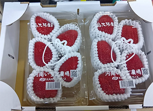 Benihoppei Strawberry (Big Size) | Osaka City