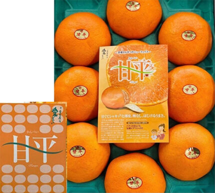 Kanpei Orange | Ehime Prefecture | 3L Size 10 Pcs