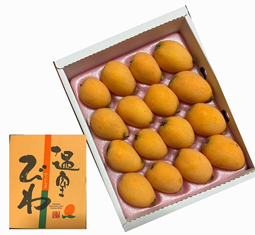 Biwa (Loquat) | Kagoshima Prefecture | 12 Pcs