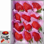 Daruma Strawberry | "Sagahonoka Variety" | Kouchi Prefecture