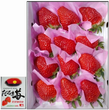 Daruma Strawberry | "Sagahonoka Variety" | Kouchi Prefecture