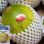 Papaya Melon | Nagasaki Prefecture