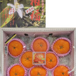 "Seto Island Sea Grown" Kanpei Mikan | Ehime Prefecture | Gift Box 8 Pcs
