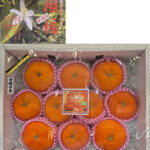 "Seto Island Sea Grown" Kanpei Mikan | Ehime Prefecture | Gift Box 10 Pcs
