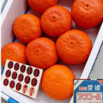 Ancoru Orange w/seed | Ehime Prefecture | 3L Size