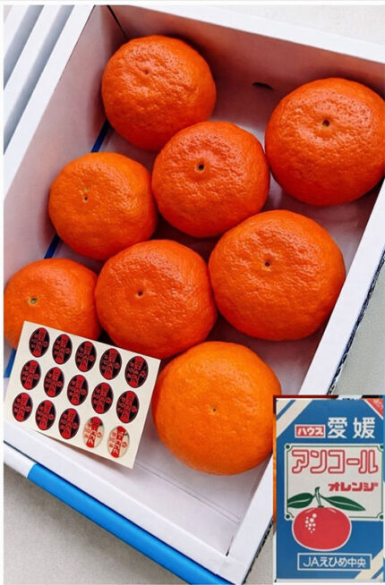Ancoru Orange w/seed | Ehime Prefecture | 3L Size