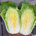 Hakusai (Long Cabbage) | Ibaragi Prefecture