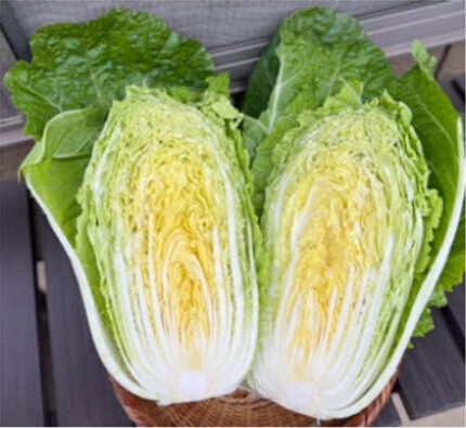 Hakusai (Long Cabbage) | Ibaragi Prefecture
