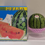 Small Size Watermelon "Hitojime" | Kumamoto Prefecture | L Size