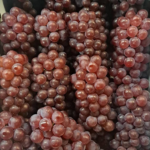 Delaware Grapes | Shimane Prefecture | L Size
