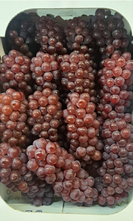 Delaware Grapes | Shimane Prefecture | L Size