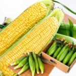 Gold Rush (Fresh Yellow Sweet Corn) | Miyazaki Prefecture