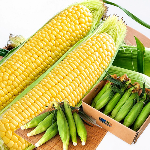 Gold Rush (Fresh Yellow Sweet Corn) | Miyazaki Prefecture