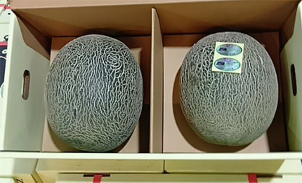 Hyugo Green Melon (Premium Shu Grade) | Kumamoto Prefecture