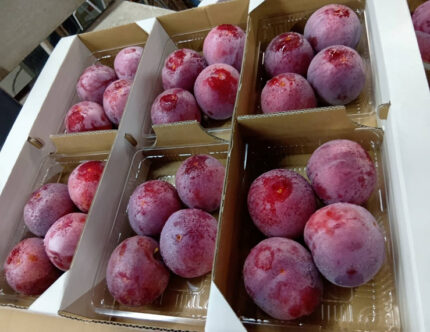Kiyo Plum (Top Quality ) | Yamanashi Prefecture | 4 Pcs