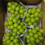 Shine Muscat Grapes | Tokushu Grade | 600g