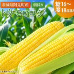 Sweet Corn | Ibaragi Prefecture