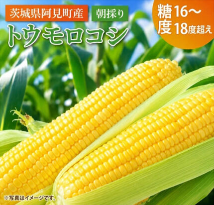 Sweet Corn | Ibaragi Prefecture